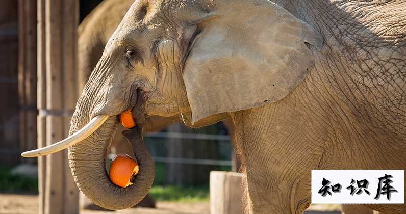  大象用鼻子吸水为什么不会被呛到 大象用鼻子吸水为什么不会被呛到,文言文,解析 科普