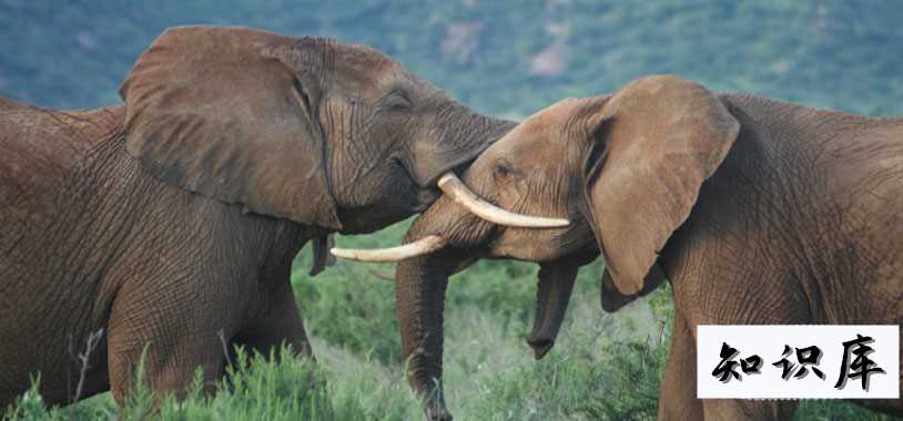  大象用鼻子吸水为什么不会被呛到 大象用鼻子吸水为什么不会被呛到,文言文,解析 科普