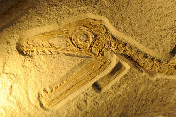 化石怎么形成的 化石怎么形成的（普洱茶化石怎么形成的） 生活