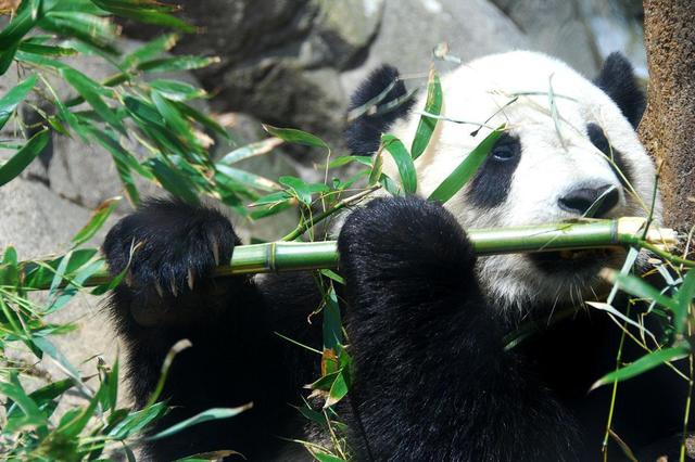 中国有多少大熊猫 中国有多少大熊猫（一只大熊猫值多少亿元） 生活