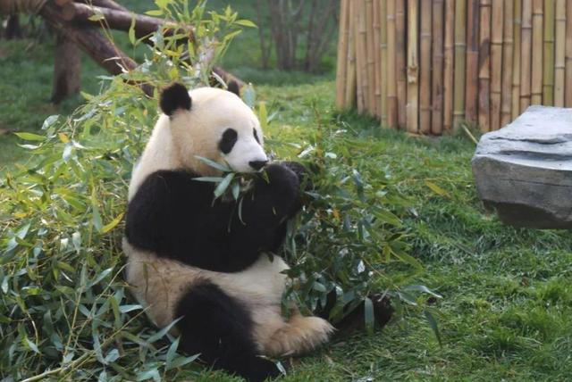 中国有多少大熊猫 中国有多少大熊猫（一只大熊猫值多少亿元） 生活