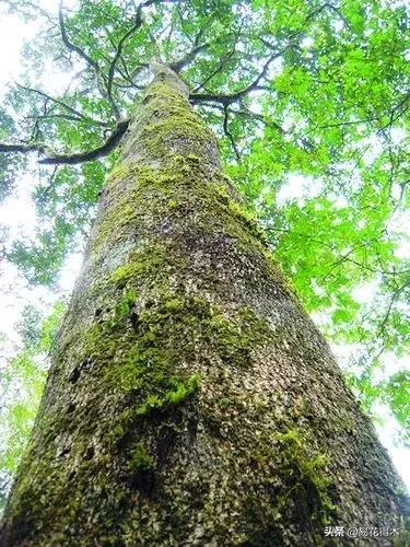 华盖木 华盖木（华盖木是我国二类濒危重点保护植物） 旅游