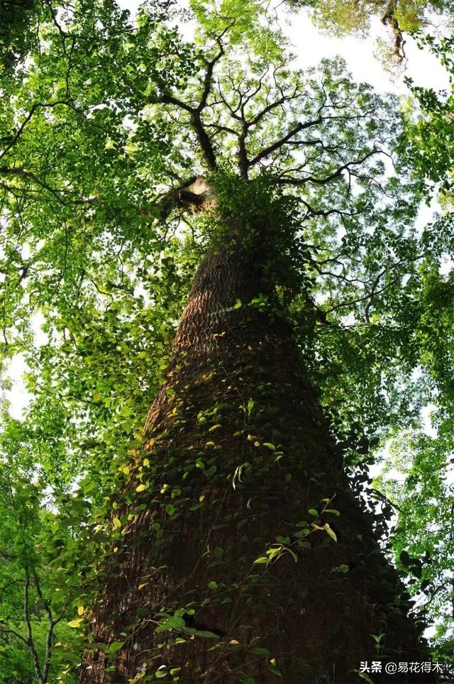 华盖木 华盖木（华盖木是我国二类濒危重点保护植物） 旅游