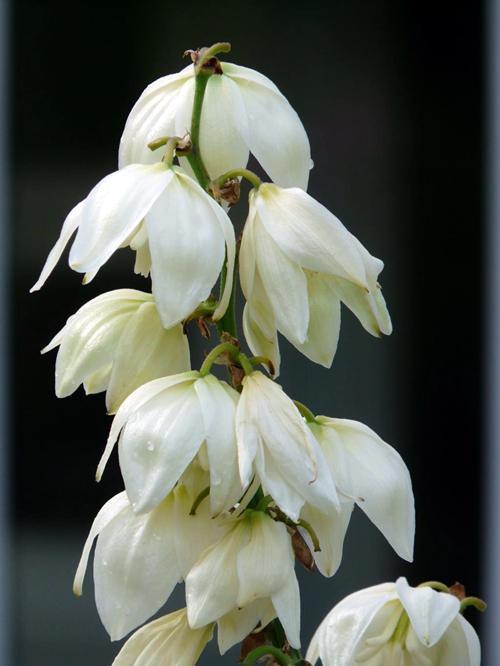 凤尾兰 凤尾兰（象征生命和希望的花） 植物